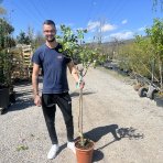 Pistácia (Pistacia Vera) ´AEGENIA´ – výška 130-170 cm , kont. C10L, SAMIČKA -NA KMIENKU